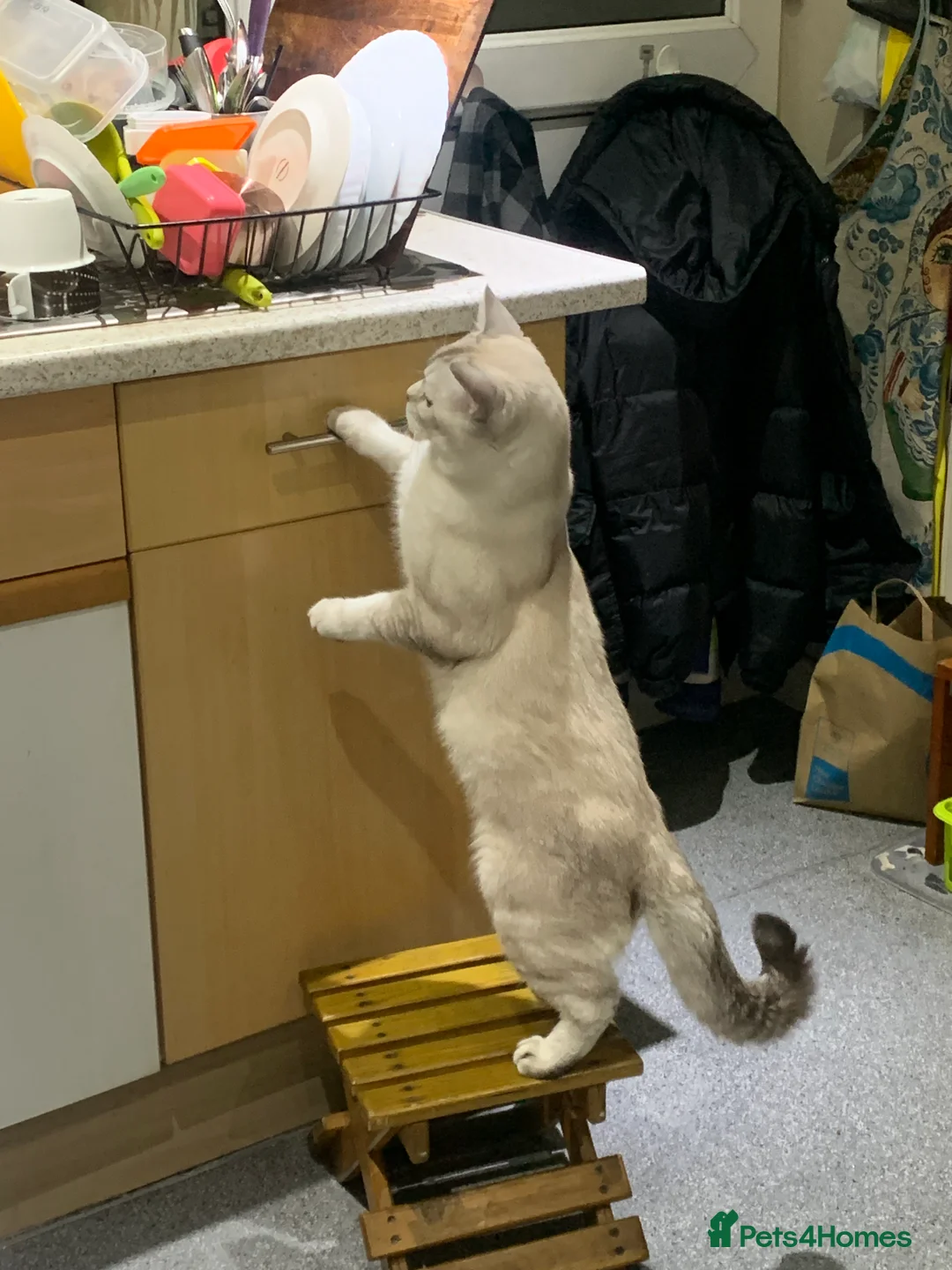 Scottish Fold cats for stud: Scottish Fold straight ears for STUD in Dartford - Advert 4