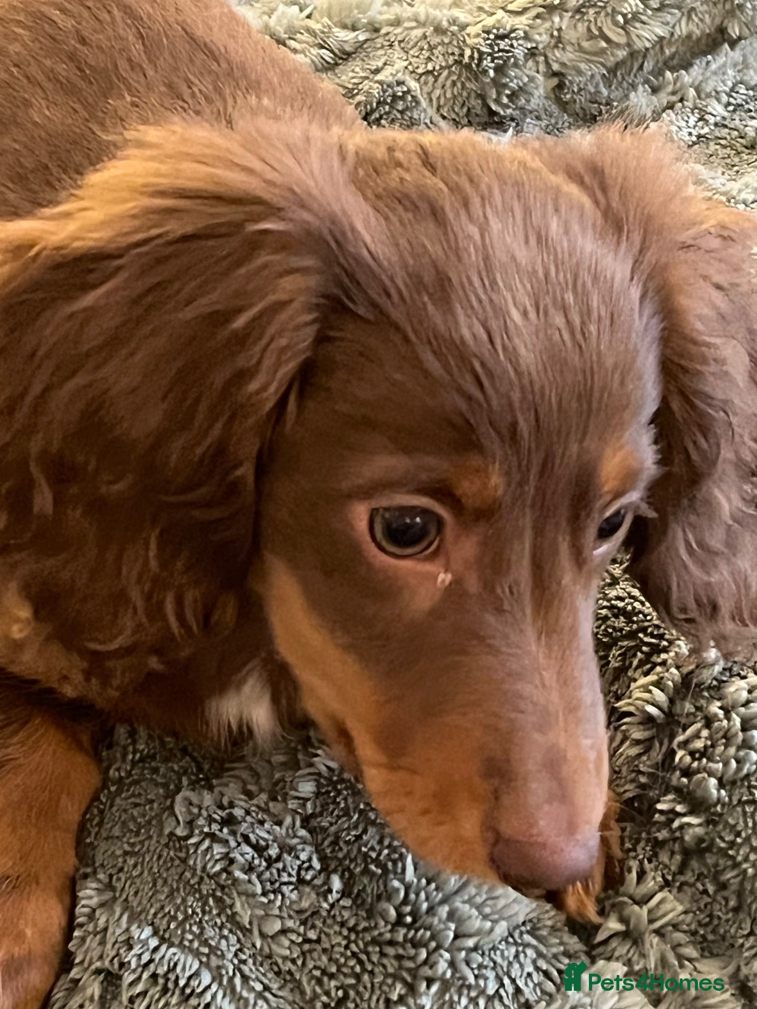 Miniature Dachshund dogs Long hair dachshund  - Advert 2