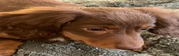 Miniature Dachshund dogs for sale: Long hair dachshund  - Advert 1