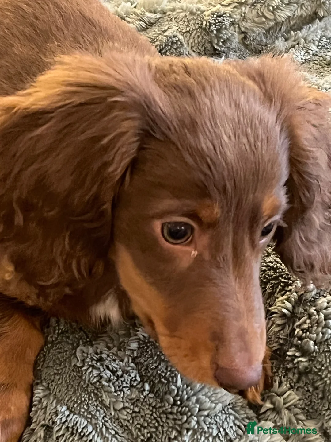 Miniature Dachshund dogs for sale: Long hair dachshund  - Advert 1