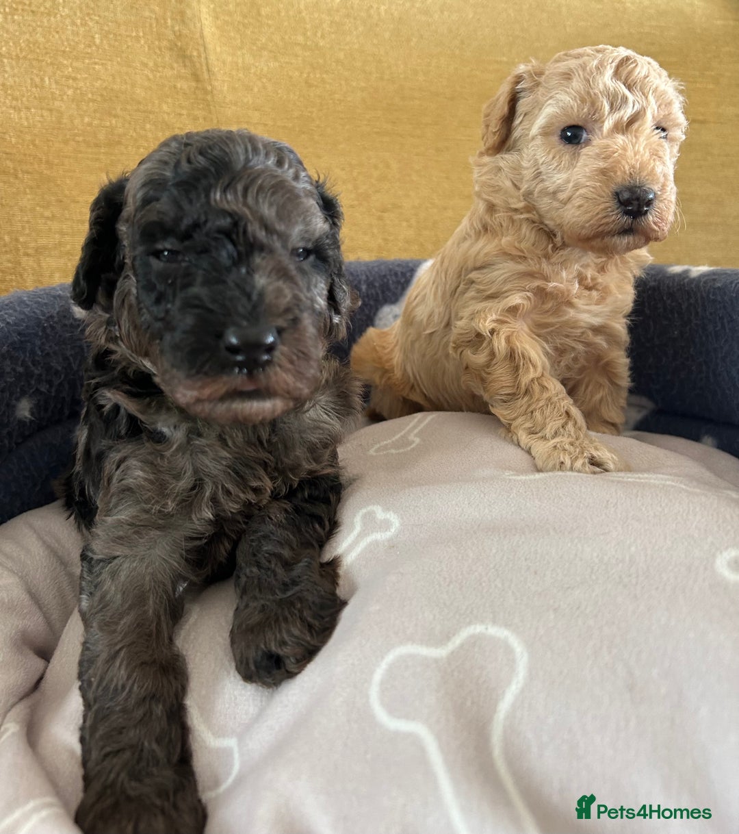 Miniature Poodle dogs for sale: Miniature Poodle Puppies  - Image 27