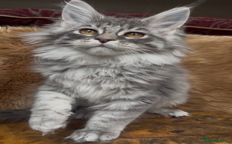 Maine Coon cats - Advert 4