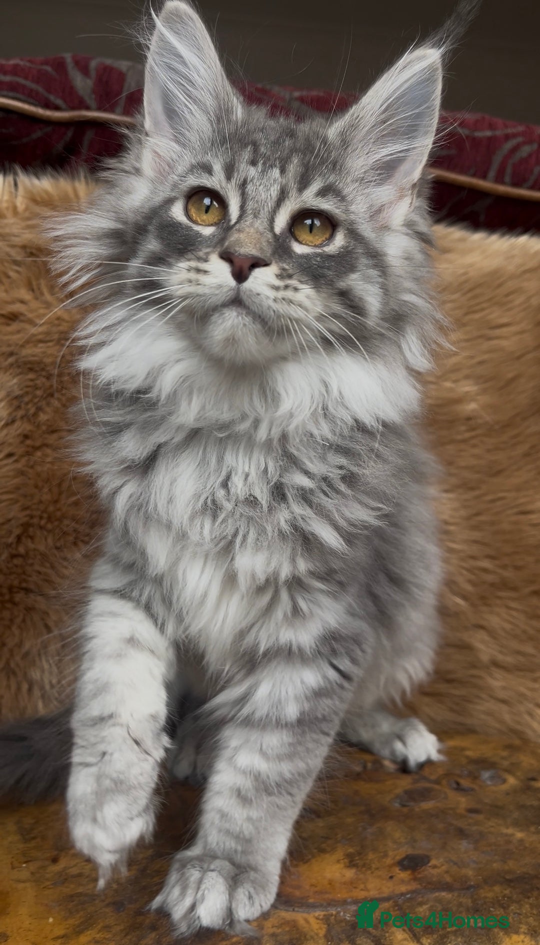 Maine Coon cats for sale: 🏆 PEDIGREE MAINE COON KITTENS GCCF 🏆  - Image 1