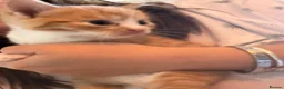 British Longhair cats for sale: Beautiful ginger and tortoiseshell kittens  - Advert 24