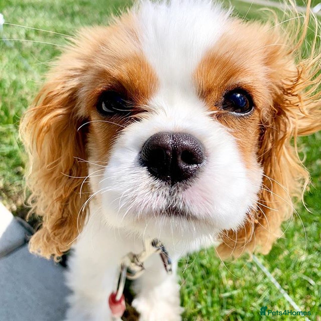 Cavalier King Charles Spaniel dogs for sale: KC Cavalier King Charles Puppies - Image 2