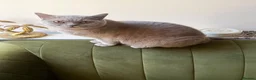 British Shorthair cats for sale: Lilac British shorthair female  - Advert 3