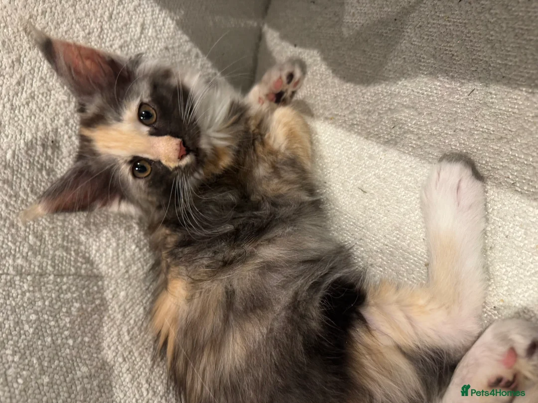 Maine Coon cats for sale: Maine Coon Active female - Advert 1
