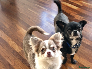 Chihuahua dogs in Peterborough - Advert 16