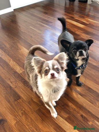 Chihuahua dogs in Peterborough - Advert 1