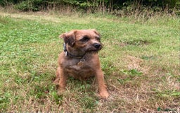 Border Terrier dogs for sale: Border Terrier puppies - Image 8