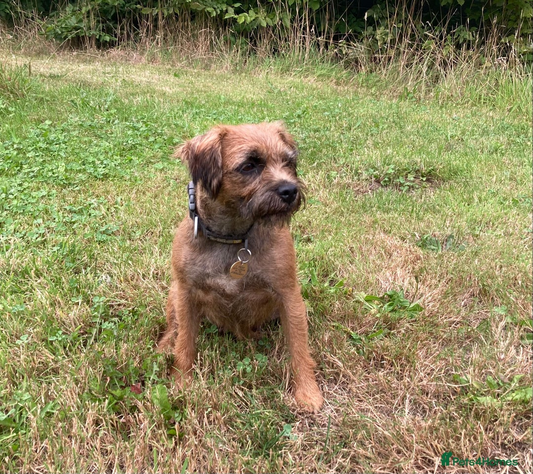 Border Terrier dogs for sale: Border Terrier puppies - Image 8