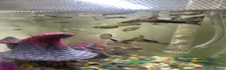 Live Bearers fish for sale: Guppy Male different colour  - Advert 2