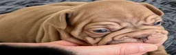 French Bulldog dogs for sale: Playful Litter of French Bulldog Puppies. - Advert 2