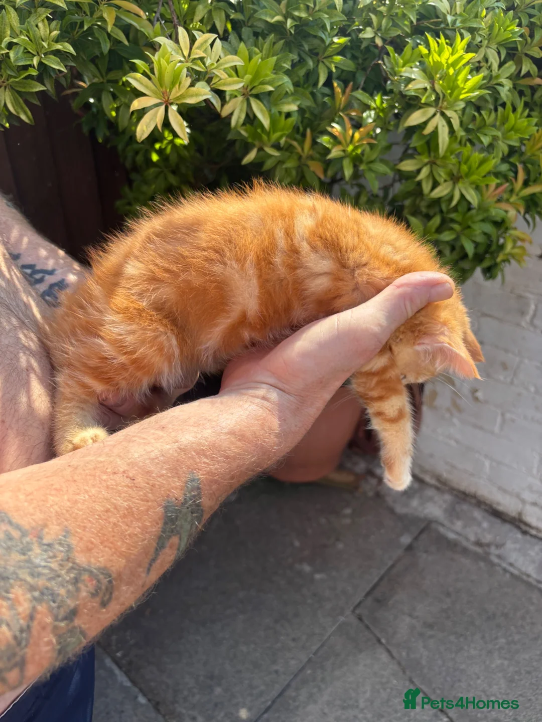 Mixed Breed cats for sale: Ragdoll/persian X Scottish fold  - Advert 24