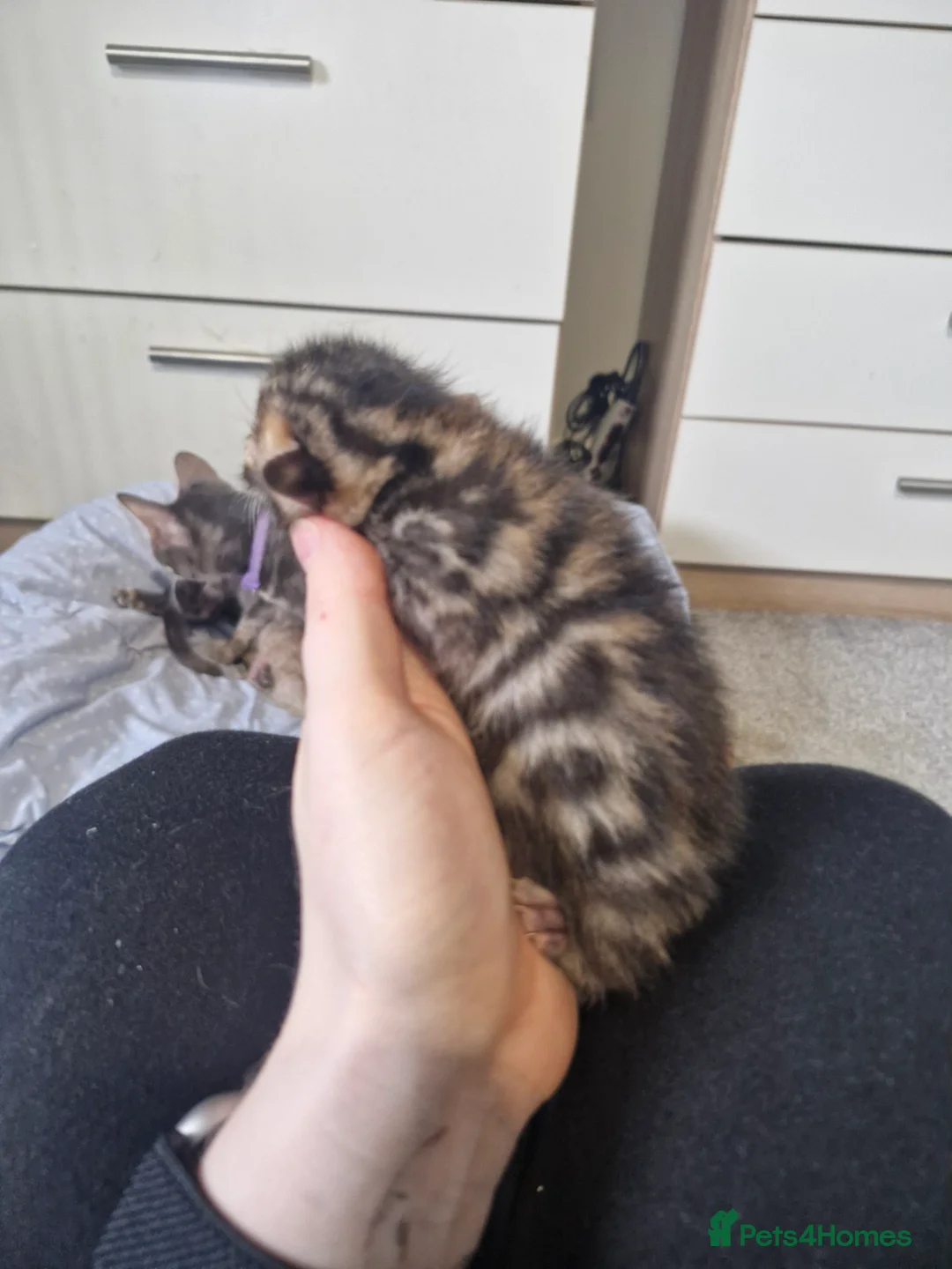 Bengal cats for sale: Genetic Health Tested Snow & Brown Bengal Kittens - Advert 11