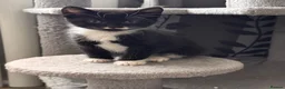 Mixed Breed cats for sale: 😻😻😻BEAUTIFUL KITTENS😻😻😻 - Advert 4