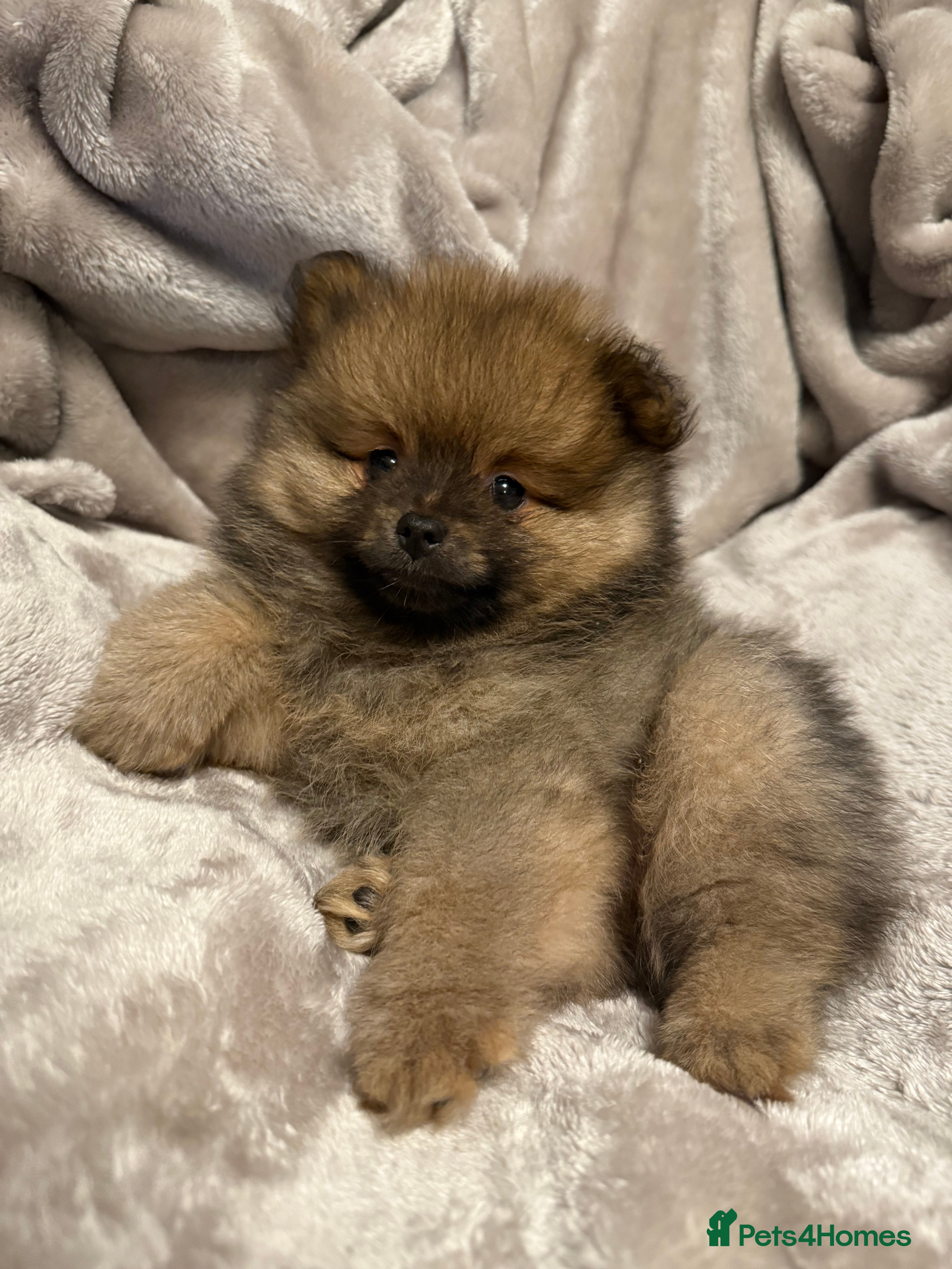 Pomeranian dogs Adorable Orange Sable Pomeranian 💙 - Advert 20