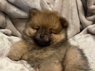 Pomeranian dogs Adorable Orange Sable Pomeranian 💙 - Advert 20