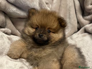 Pomeranian dogs Adorable Orange Sable Pomeranian 💙 - Advert 16