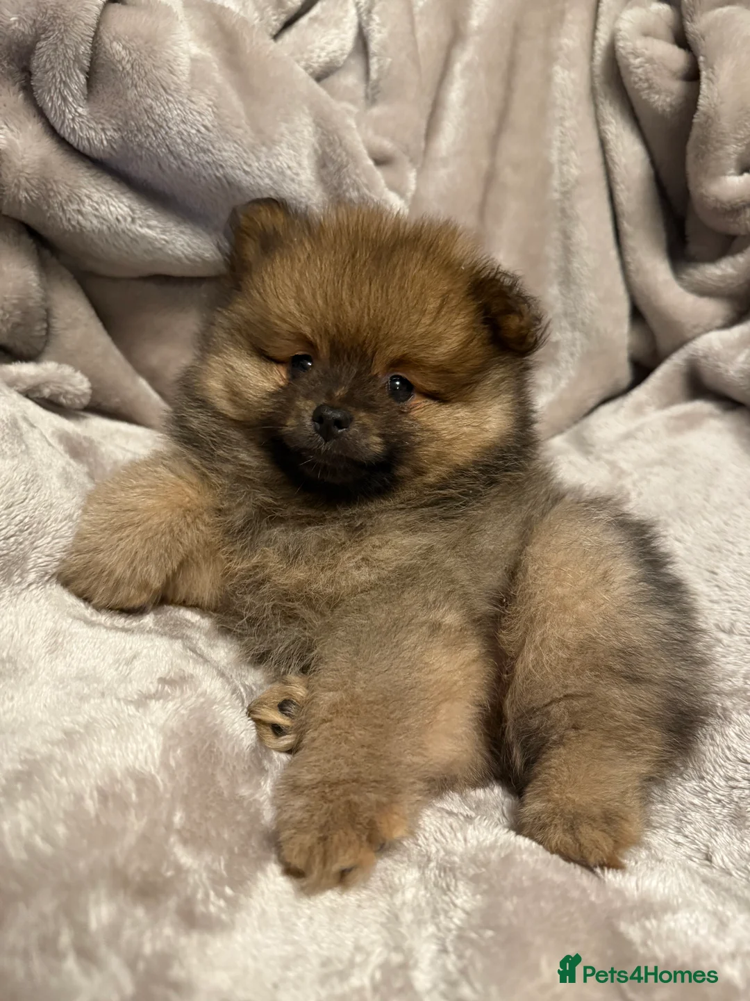 Pomeranian dogs for sale: Fully Vaccinated Orange Sable Boy Pomeranian 💙 - Advert 1