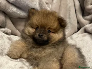 Pomeranian dogs Last Boy Orange Sable Pomeranian 💙 - Advert 13