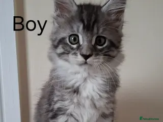 Maine Coon cats 3 Maine Coon kittens. - Advert 10