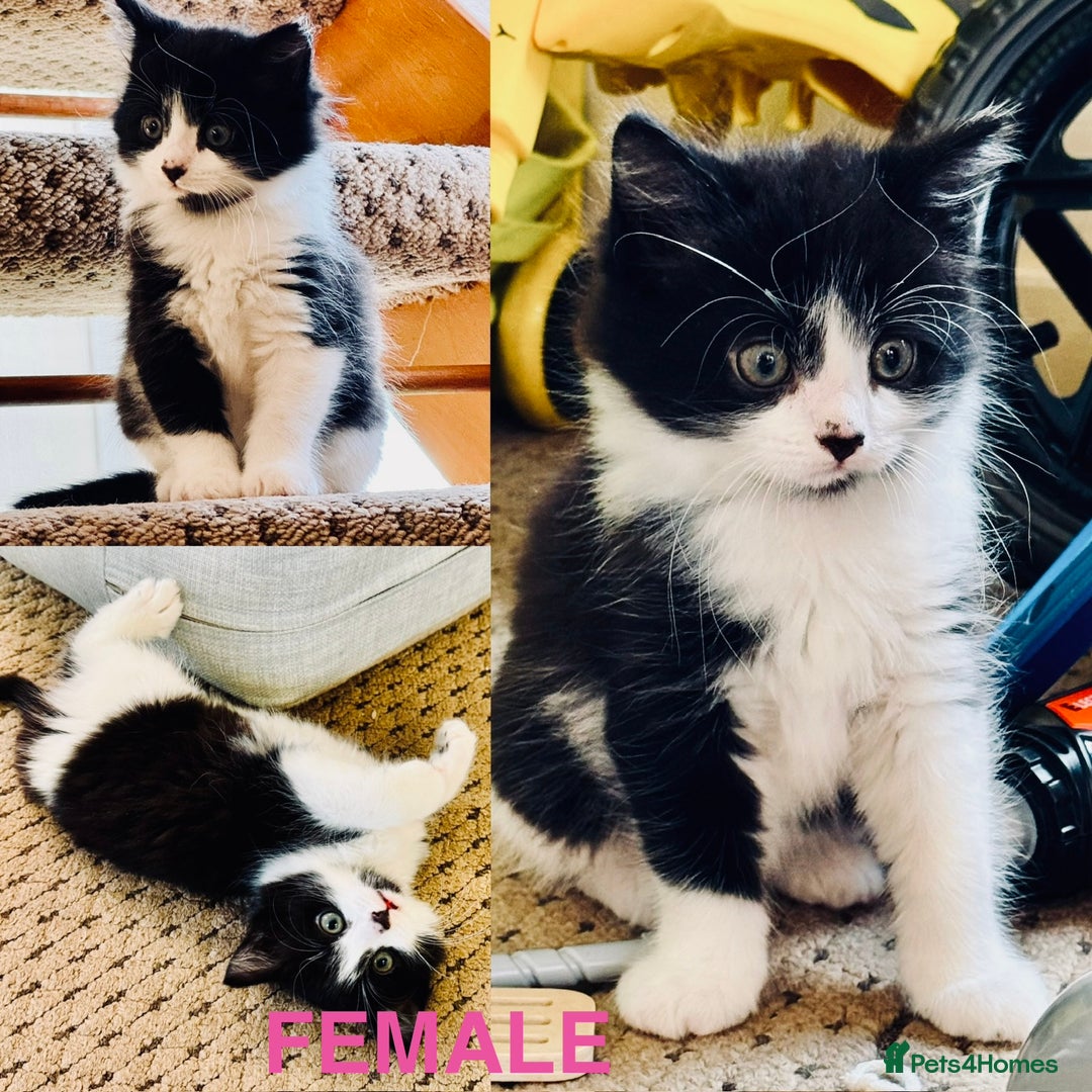Mixed Breed cats for sale: Beautiful longhair kittens for sale - Advert 3