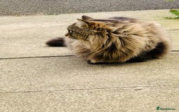 Norwegian Forest Cat cats for sale: A big stunning Norwegian Forest Cat femail - Image 5