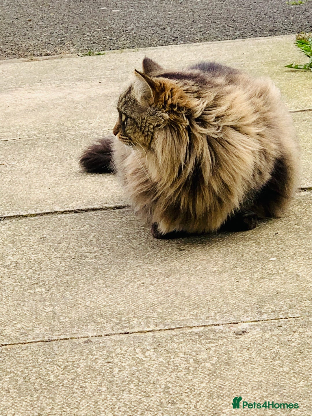 Norwegian Forest Cat cats for sale: A big stunning Norwegian Forest Cat femail - Image 5