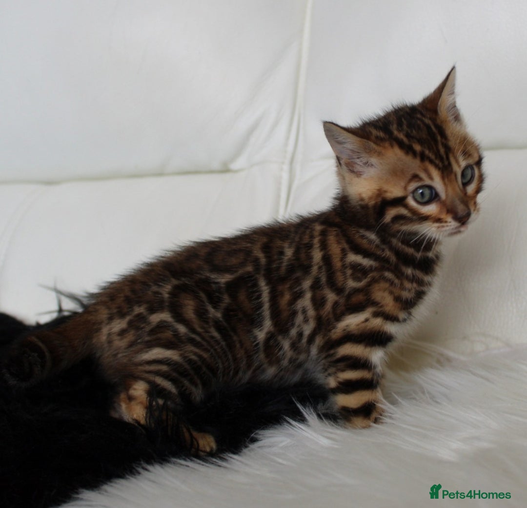Bengal cats for sale: Stunning bengal kittens - Image 8