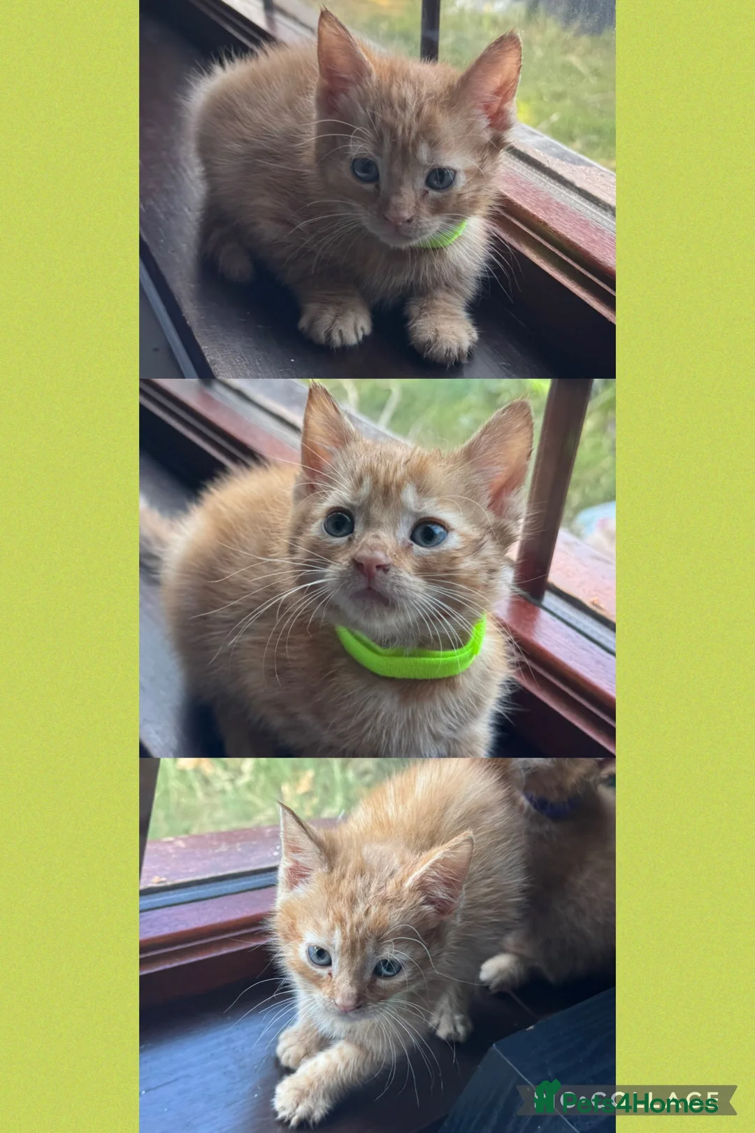 Mixed Breed cats for sale: Ginger kittens!!  - Advert 10