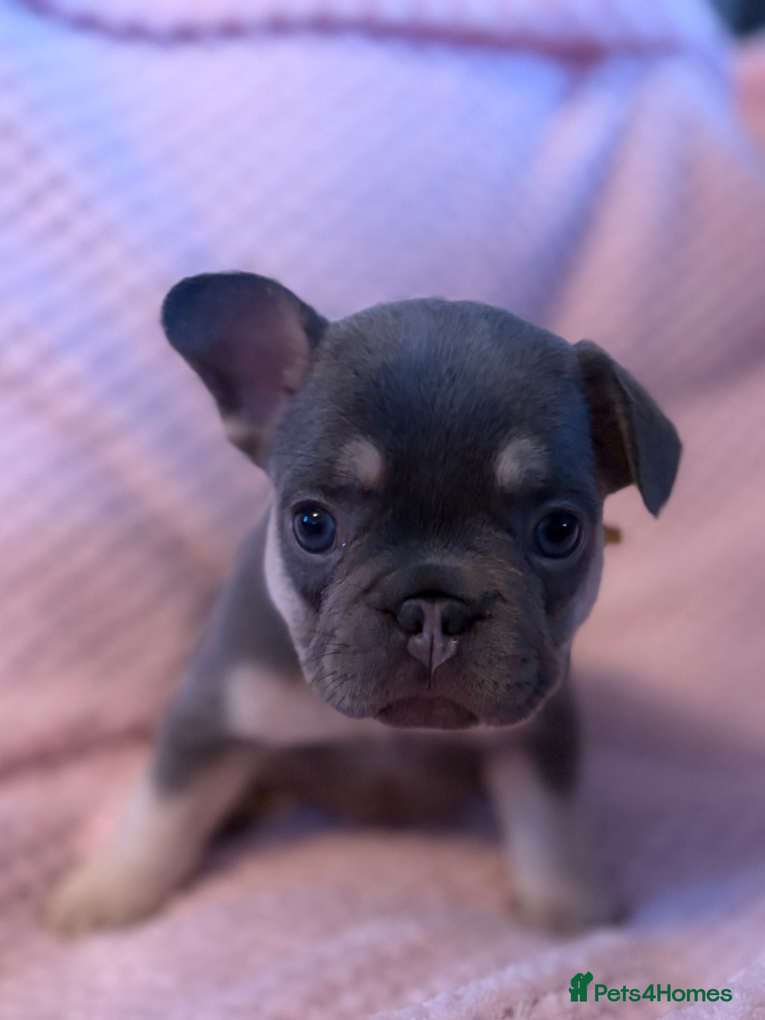 French Bulldog dogs New shade carriers French bulldog puppies  - Advert 1