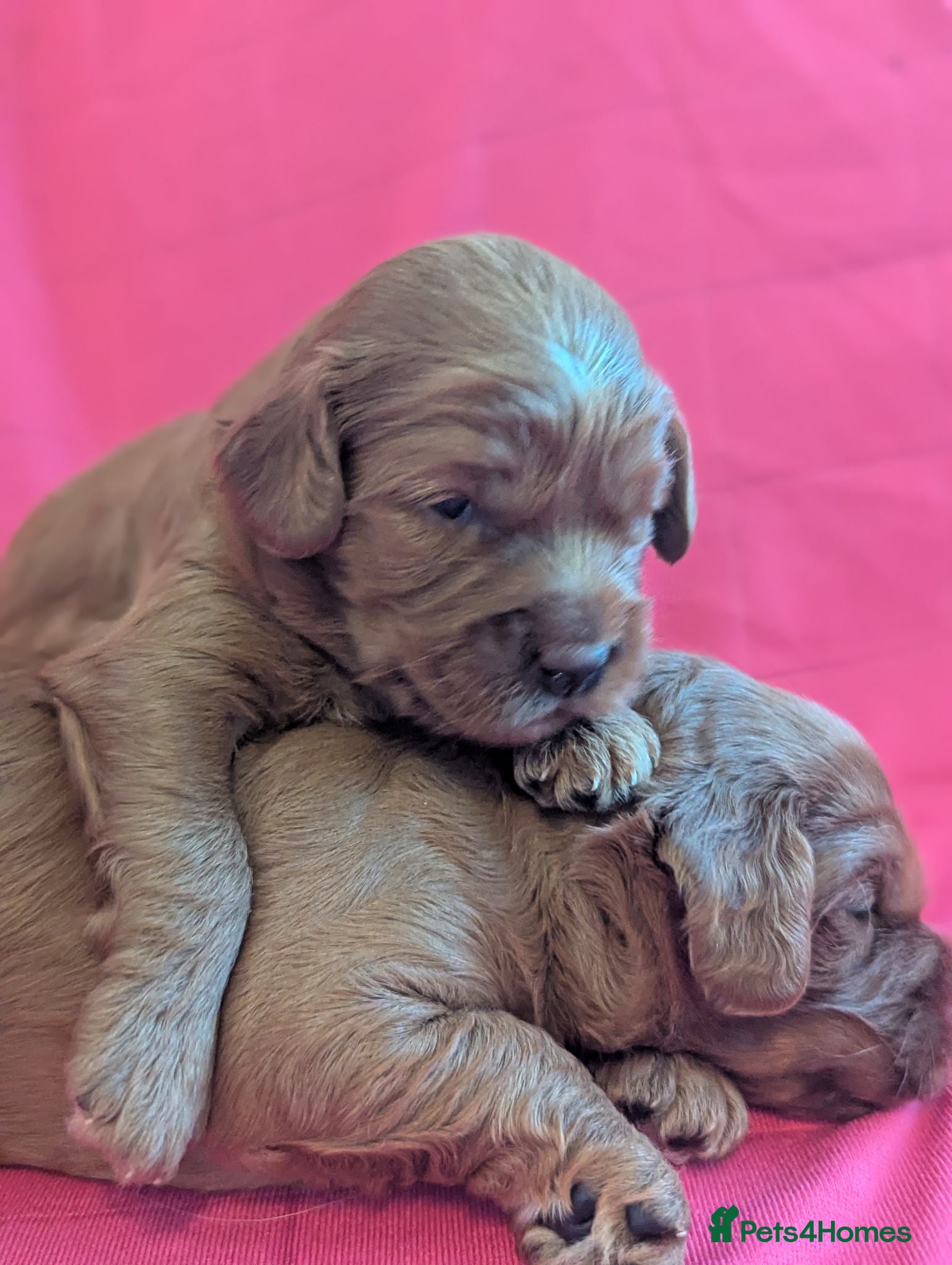 Cavapoo dogs Beautiful Red Cavapoo boys  - Advert 2