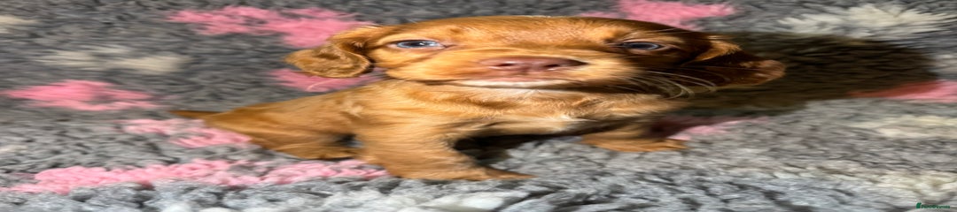 Cocker Spaniel Puppy 1