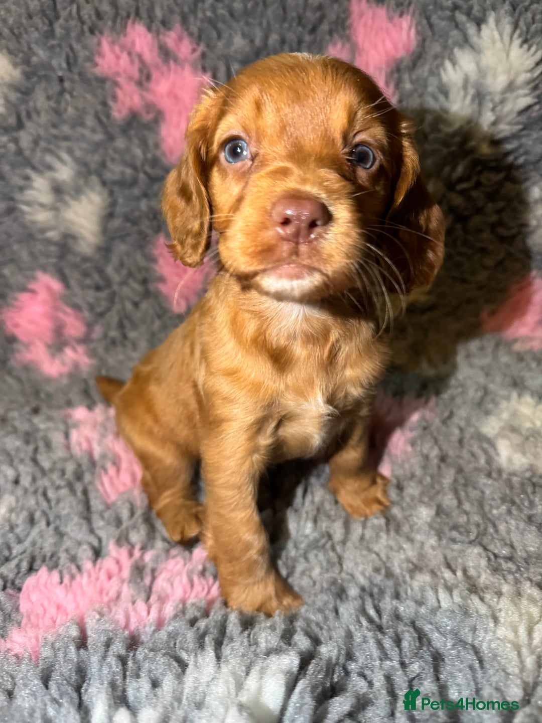 Cocker Spaniel dogs for sale: Beautiful Working Cocker Spaniel puppies - Image 6