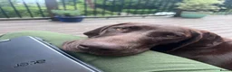 German Shorthaired Pointer dogs for sale: 9 month old German Shorthaired Pointer  - Advert 2