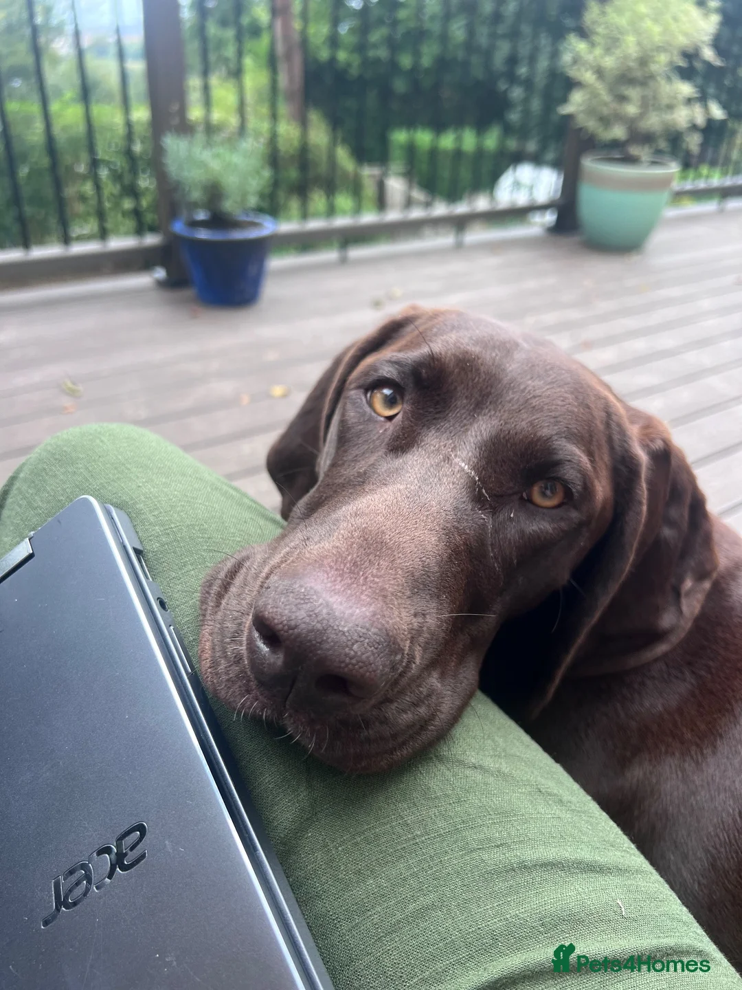 German Shorthaired Pointer dogs for sale: 9 month old German Shorthaired Pointer  - Advert 2
