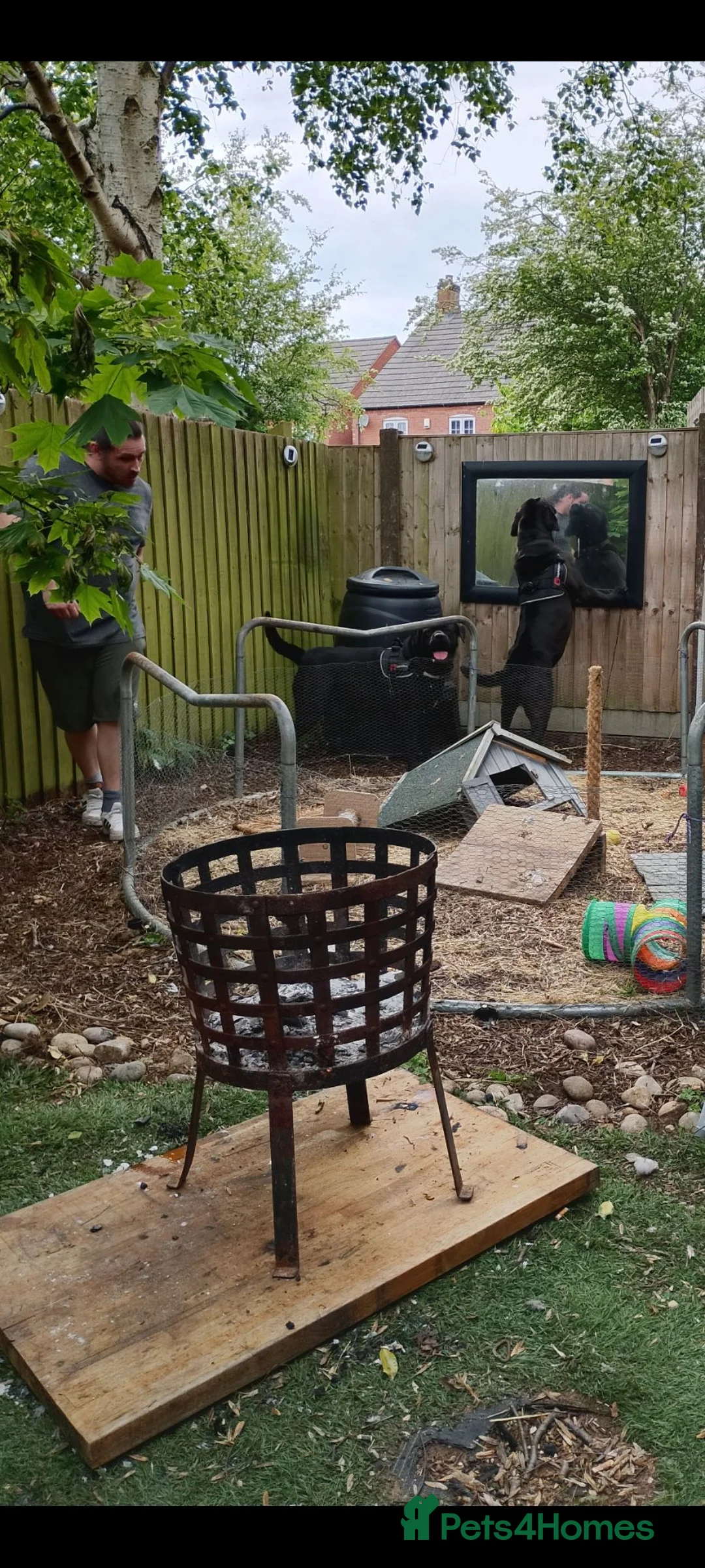 Cane Corso dogs for sale: Cane Corso  in Leicester - Advert 7
