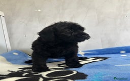 Cockapoo dogs for sale: Beautiful cockapoos - Advert 13