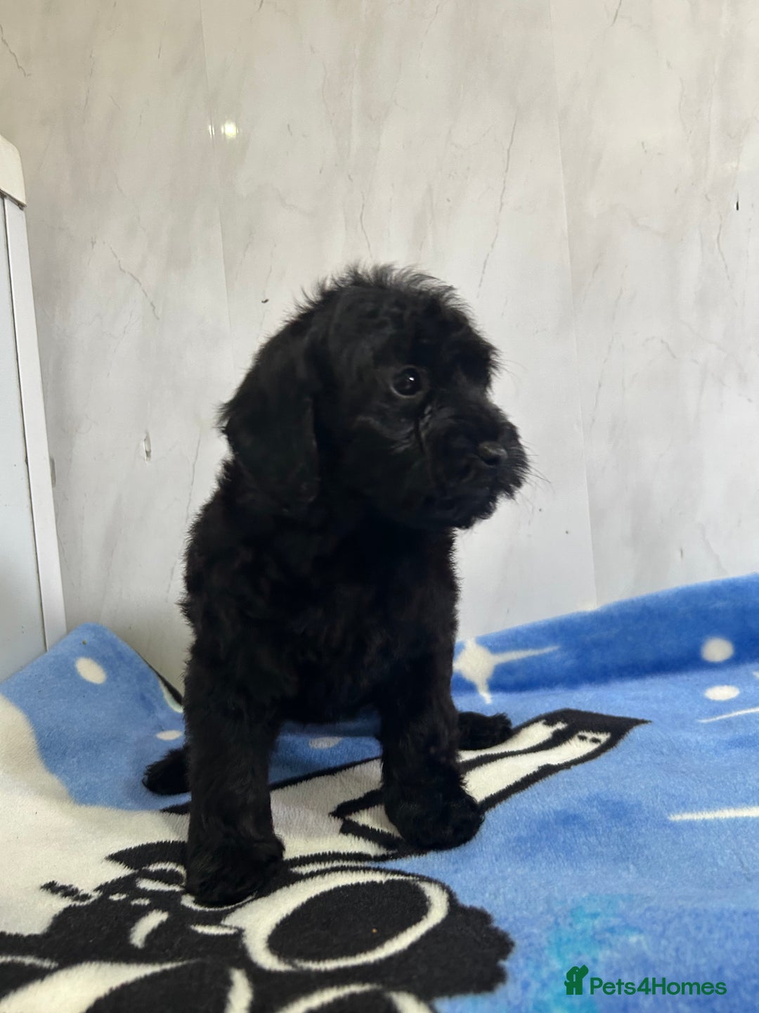 Cockapoo dogs for sale: Beautiful cockapoos - Advert 13