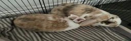 Mixed Breed rabbits for sale: 2 beautiful 1 year old Rabbits, fully bonded  in Huntingdon - Advert 2