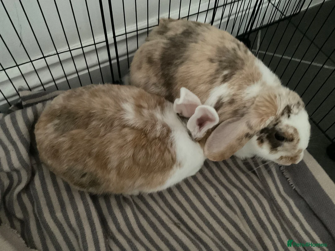 Mixed Breed rabbits for sale: 2 beautiful 1 year old Rabbits, fully bonded  in Huntingdon - Advert 2