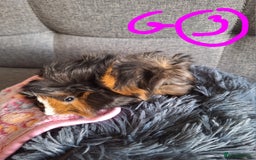 Guinea Pig rodents for sale: 😍 Lovely sows and one boar 💚  - Image 13