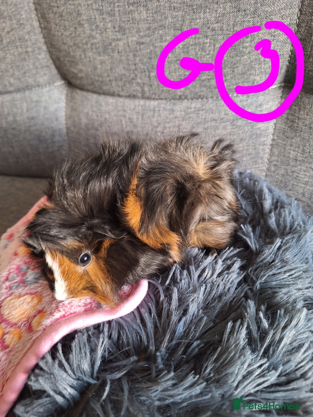 Guinea Pig rodents for sale: 😍 Lovely sows and one boar 💚  - Image 13