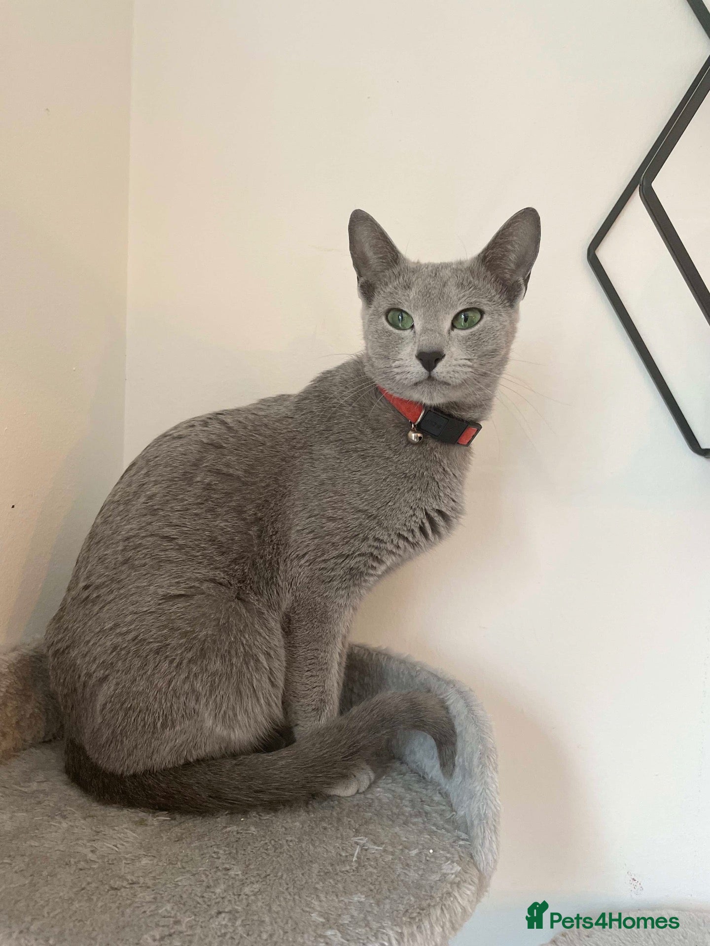 Russian Blue cats for sale: Gorgeous TICA Russian Blue Kittens - Advert 1