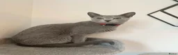 Russian Blue cats for sale: Gorgeous TICA Russian Blue Kittens - Advert 1