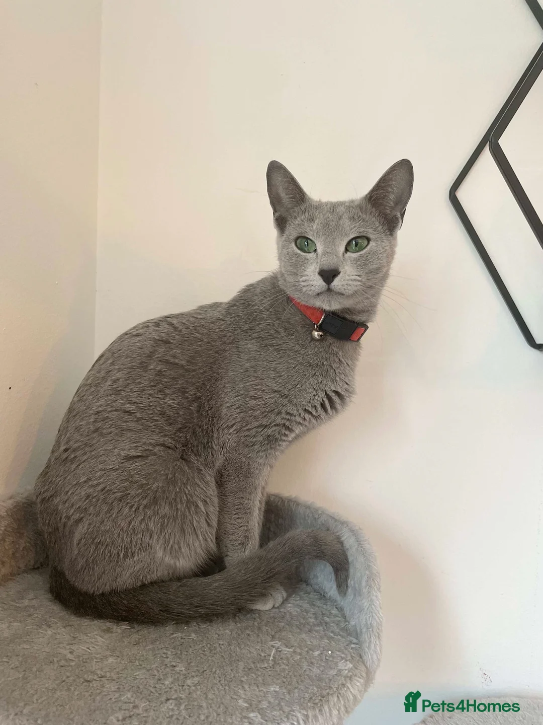 Russian Blue cats for sale: Gorgeous TICA Russian Blue Kittens - Advert 1