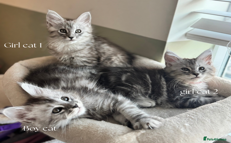 Maine Coon cats - Advert 10