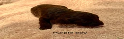 Sproodle dogs for sale: Sproodle puppies from experienced, licensed breedr - Advert 22