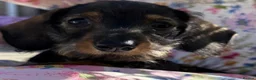 Miniature Dachshund dogs for sale: Boy and girl miniature wire haired dachshund  - Advert 7